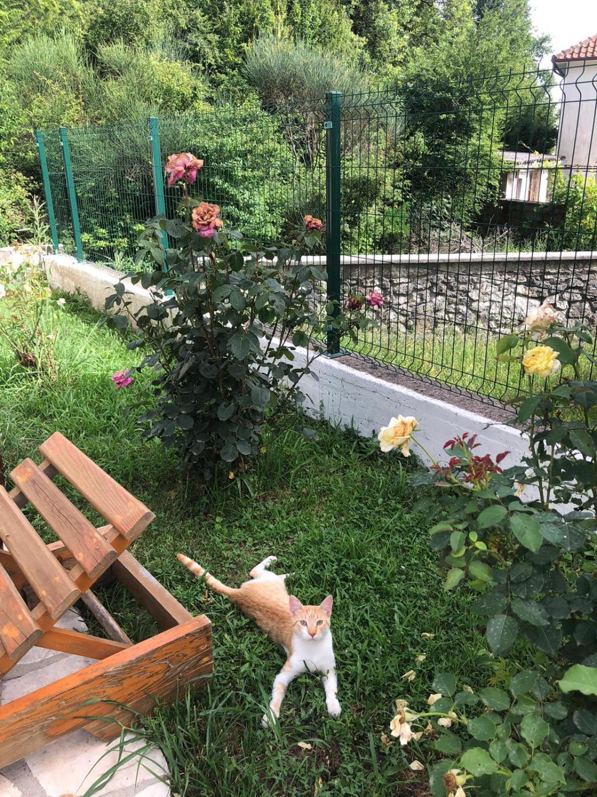Vila Oaza Markovici ブドヴァ エクステリア 写真